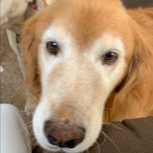 Meet your Posher, Pam